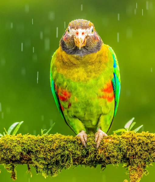 Parakeet Verde Galben Drăguț Boca Tapada Costa Rica — Fotografie de stoc gratuită