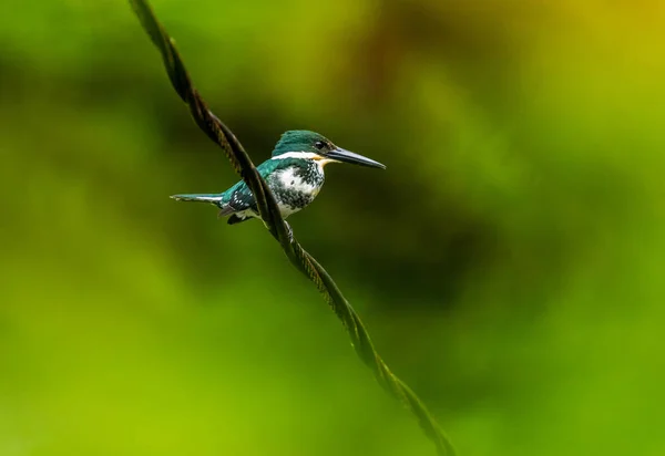 Close Verde Coroana Briliant Colibri Ramura Copac Costa Rica — Fotografie de stoc gratuită