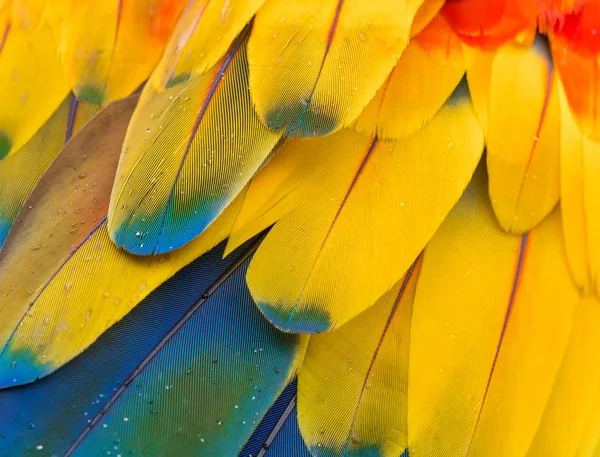 Blue Yellow Macaw Feathers Background — Free Stock Photo