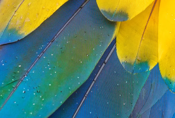 青と黄色のマカウの羽の背景  — 無料ストックフォト