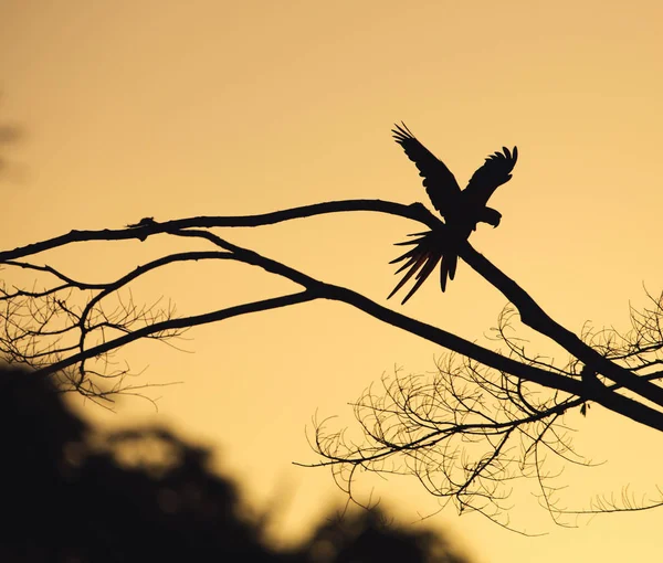 Siluetă Papagal Copac Împotriva Cerului Apus Soare Costa Rica — Fotografie de stoc gratuită