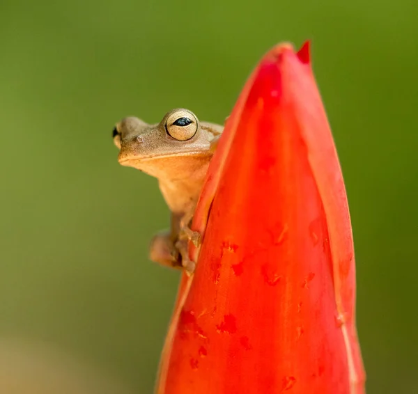 Kis Béka Vörös Trópusi Levélen Makróban Selva Verde Costa Rica — ingyenes stock fotók