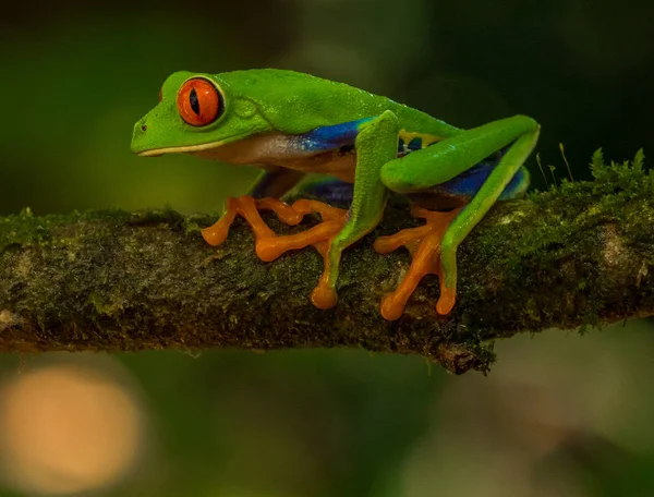 苔むした木の枝に緑の熱帯カエル  — 無料ストックフォト