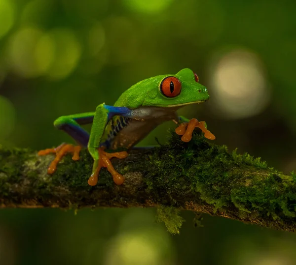 Grenouille Tropicale Verte Sur Branche Arbre Moussue — Photo gratuite