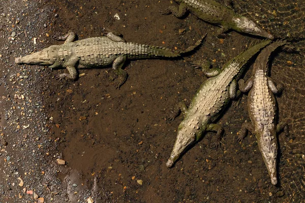 Krokodyle Plaży Wodzie Widok Pod Wysokim Kątem — Darmowe zdjęcie stockowe