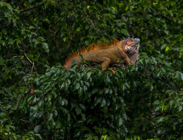 Kosta Rika Ağaçta Oturan Kahverengi Iguana — Ücretsiz Stok Fotoğraf