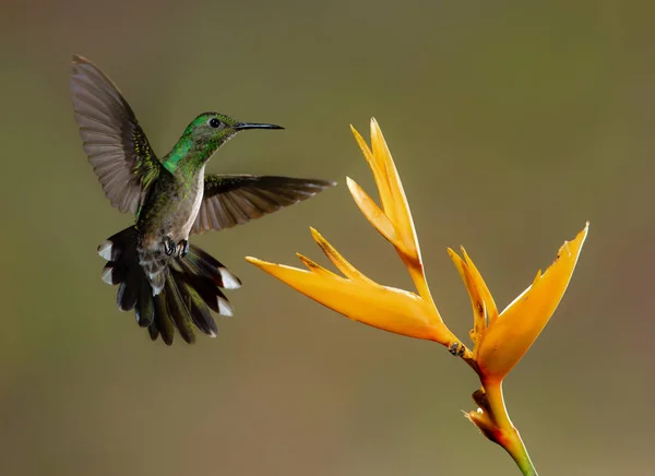 Vacker Kolibri Flyger Och Födosök Tropisk Miljö — Gratis stockfoto