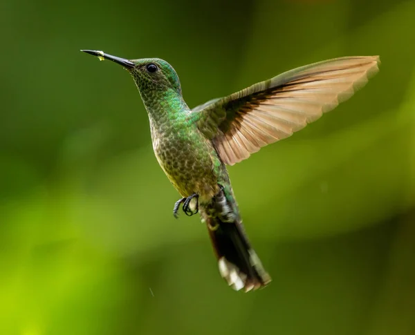 Beautiful hummingbird flying and foraging in tropical environment.
