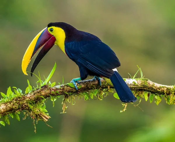 Close-up of toucan bird in Costa Rica.
