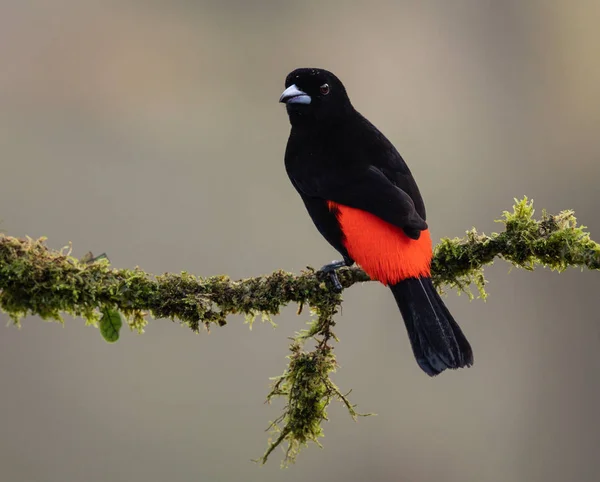 Scarlet Rumped Tanager Vogel Zittend Tak Van Boom Costa Rica — Gratis stockfoto
