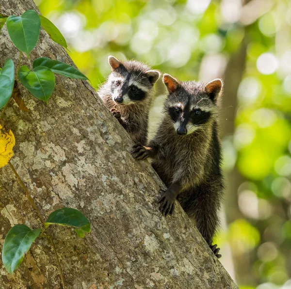 Deux Jeunes Ratons Laveurs Sur Tronc Arbre — Photo gratuite