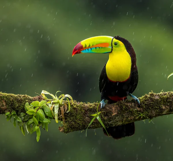 Gros Plan Sur Oiseau Toucan Costa Rica — Photo gratuite