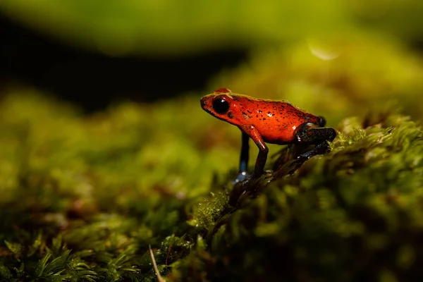 Mooie Rode Kikker Groene Bladeren Costa Rica — Gratis stockfoto