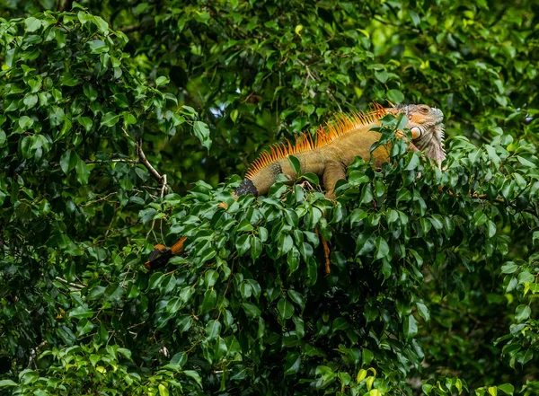 Brązowa Iguana Siedzi Drzewie Kostaryce — Darmowe zdjęcie stockowe