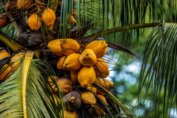 Fruits Sur Arbre Tropical Dans Forêt Costa Rica — Photo gratuite