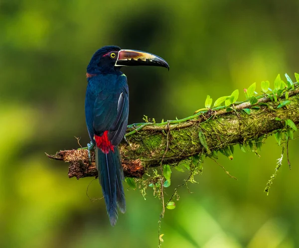 Tropical toucan bird on branch in Boca Tapada, Costa Rica.