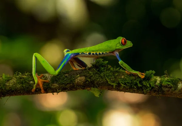 Πράσινο Βάτραχος Περπάτημα Υποκατάστημα Στην Κόστα Ρίκα — Δωρεάν Φωτογραφία