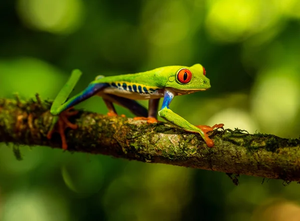 Green Frog Walking Branch Costa Rica — Free Stock Photo