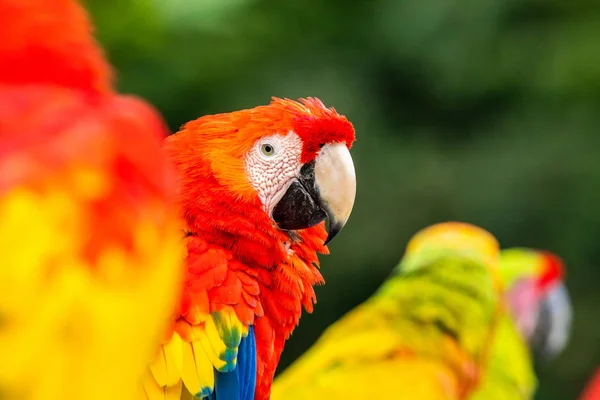 Macaws Roșu Galben Parc Costa Rica — Fotografie de stoc gratuită