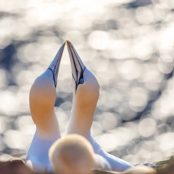 Sahilde Sergilenen Kuzey Sümsük Kuşları — Ücretsiz Stok Fotoğraf