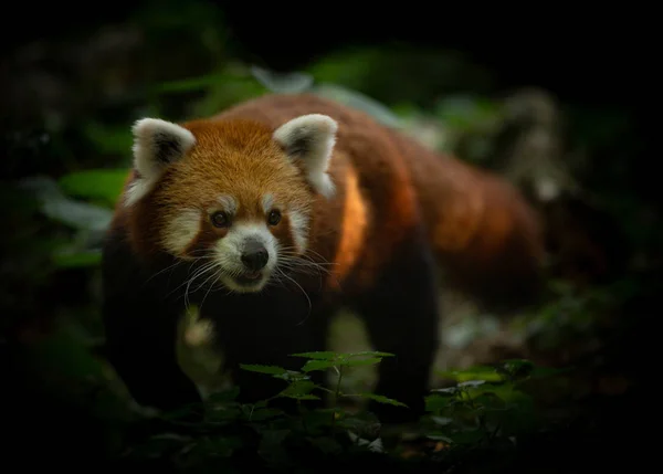Wild Panda Vermelho Andando Parque Zoológico — Fotografia de Stock Grátis
