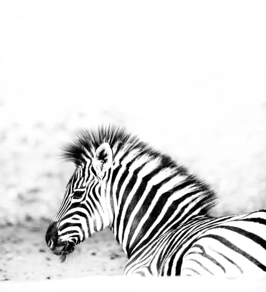 Młoda Zebra Izolowana Białym Tle — Darmowe zdjęcie stockowe