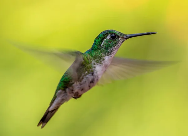 Gyönyörű Kolibri Repülő Élelem Trópusi Környezetben — ingyenes stock fotók