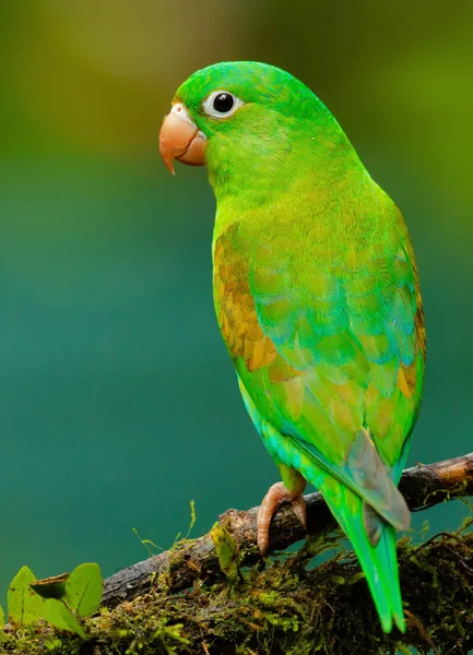 Frumos Papagal Verde Pasăre Cocoțat Copac — Fotografie de stoc gratuită