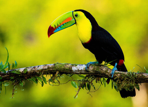 Beautiful toucan bird perched on tree branch.