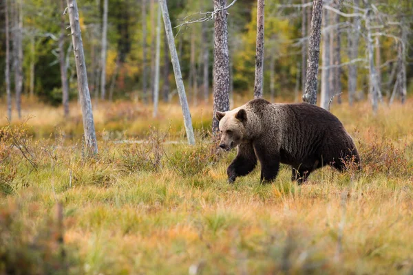 Big Brown Bear Walking Autumnal Forest — Free Stock Photo
