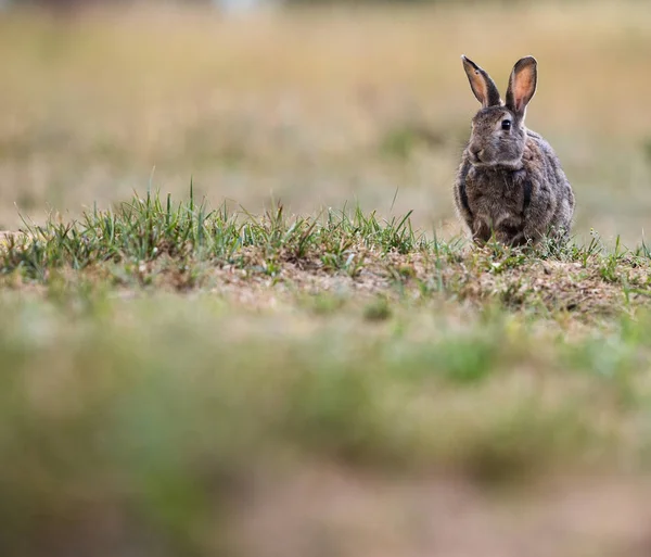 Wild Hare Sitting Ground Grass  — 無料ストックフォト