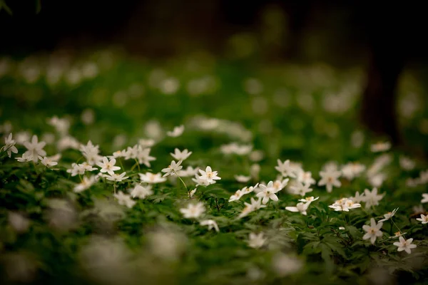 Hierba Verde Flores Blancas Bosque — Foto de stock gratis