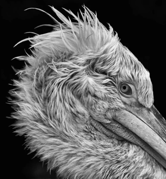 White Pelican Portrait Black White — Free Stock Photo