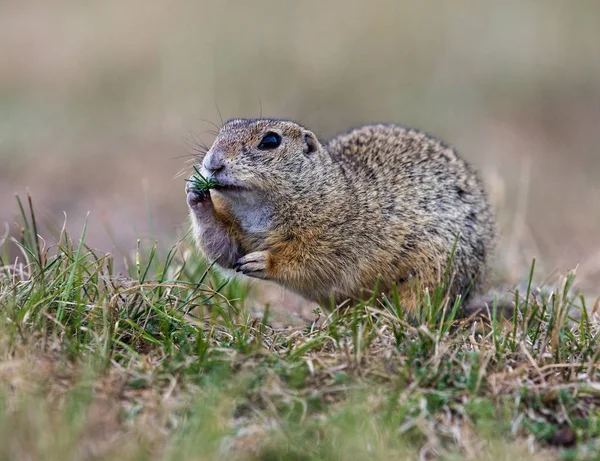 Alimentation Des Écureuils Terrestres Dans Herbe Été — Photo gratuite