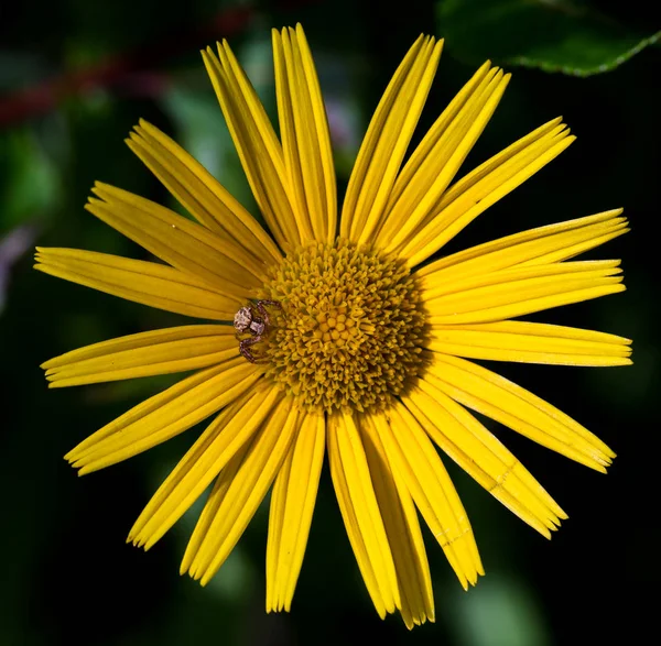 Żółty Kwiat Ciemnym Tle Natury — Darmowe zdjęcie stockowe