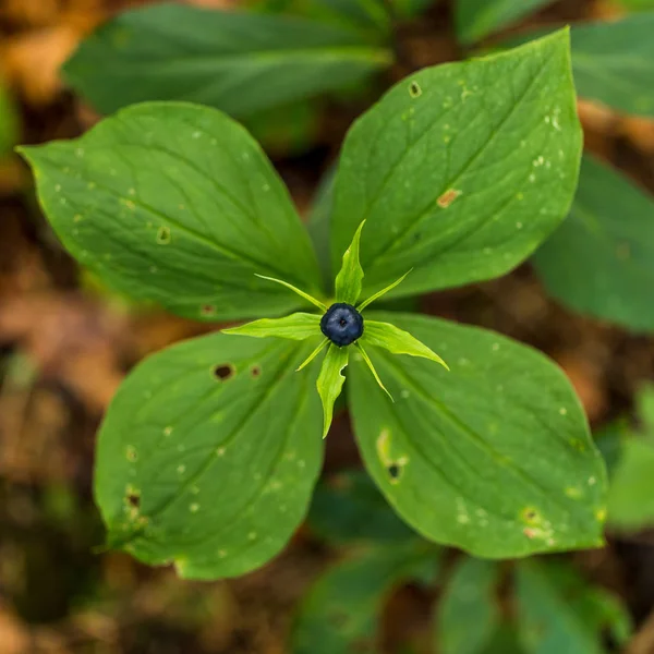 Дикі Ягоди Зелене Листя Рослини — Безкоштовне стокове фото