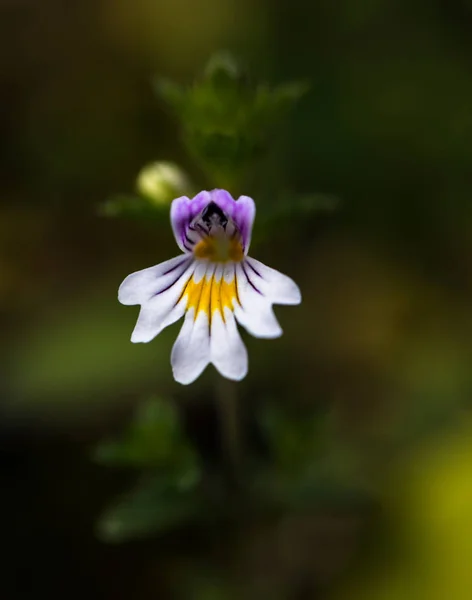 Fleur Eyebright Dans Pré Fond Nature — Photo gratuite