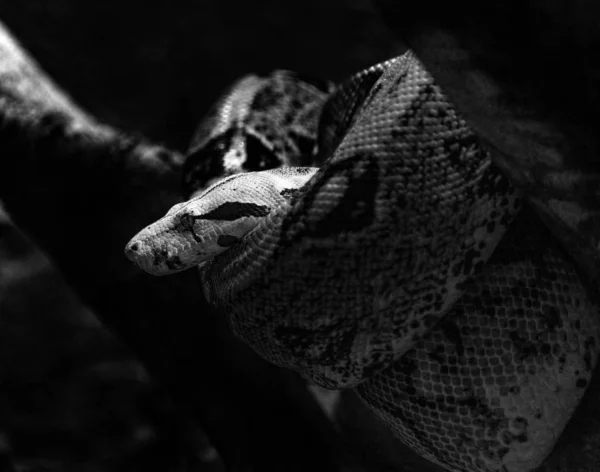 Змея Пайтон Свернулась Ветке Зальцбургском Зоопарке — Бесплатное стоковое фото