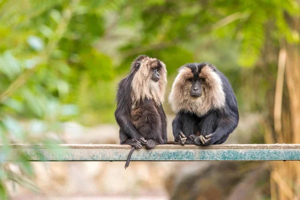 Two Wild Monkeys Sitting Fence Zoo — Free Stock Photo