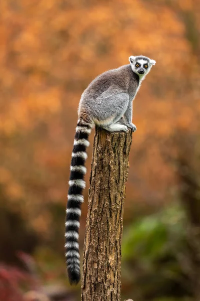 Lemur Drewnie Jesiennym Zoo — Darmowe zdjęcie stockowe