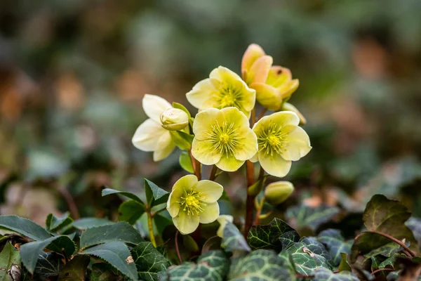 Plantes Helleborus Floraison Dans Forêt Printanière — Photo gratuite