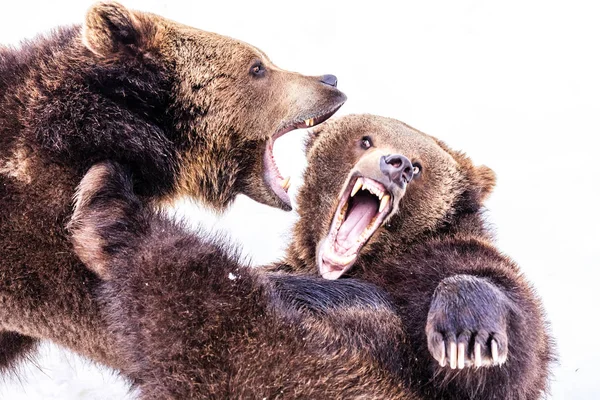 Dos Osos Marrones Jugando Sobre Fondo Blanco — Foto de stock gratis