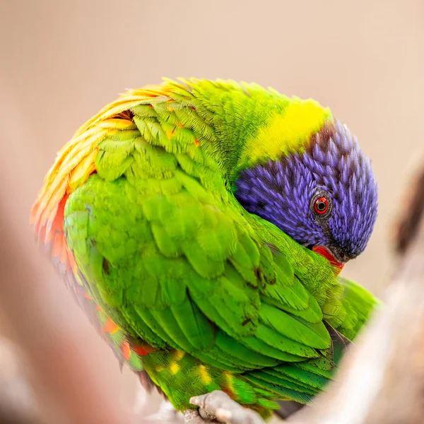 Rainbow Lorikeet Brightly Colored Parrot Cleaning Feathers — Free Stock Photo