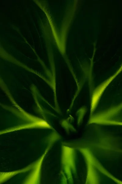 热带植物的抽象绿叶 — 免费的图库照片
