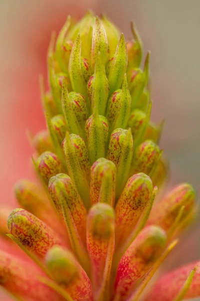 Primo Piano Delle Piante Tropicali Succulente — Foto stock gratuita