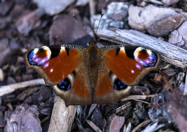 Vlinder Zittend Hout Bosbodem Close — Gratis stockfoto