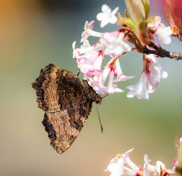 Flori Frumoase Ramură Fluture Furajer Natură — Fotografie de stoc gratuită