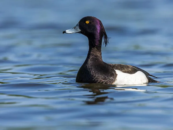 Eend Aan Meer Water Stromovka Park Praag Tsjechië — Gratis stockfoto