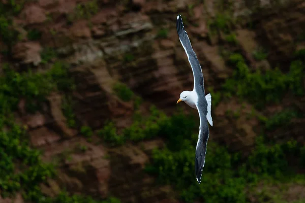 Gaviota Volando Sobre Rocas Helgoland Alemania — Foto de stock gratis