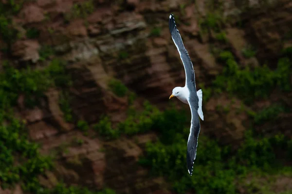 Zeemeeuw Vliegend Rotsen Helgoland Duitsland — Gratis stockfoto